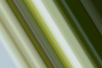 Full frame shot of palm leaves