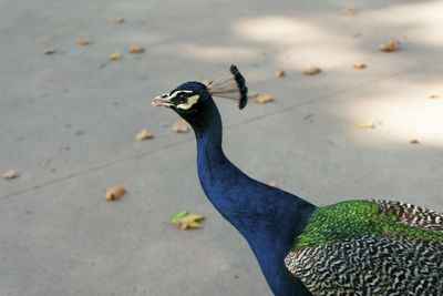 High angle view of a bird on a land