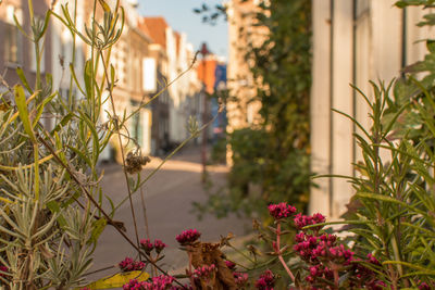 Close-up of pink flowering plant against building