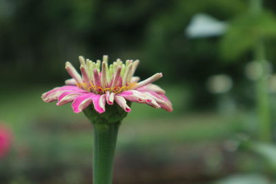 Close-up of pink flower