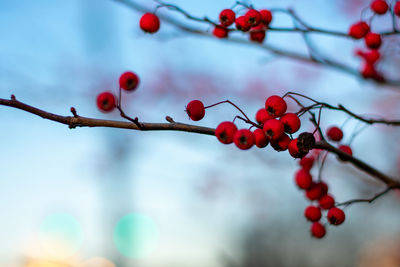 Low angle view of red berries on tree