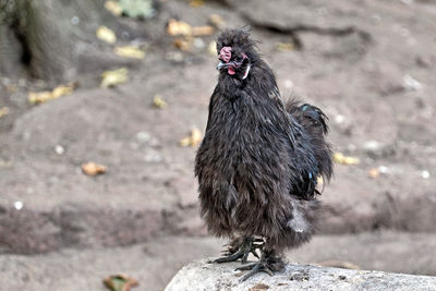 Bird on a rock