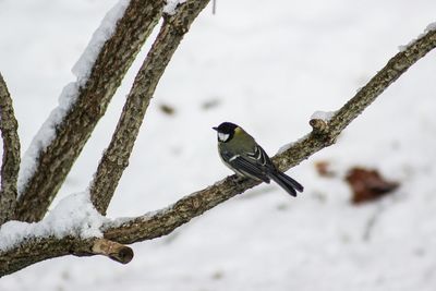 Bird perching on branch