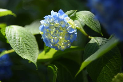 Close-up of flowers