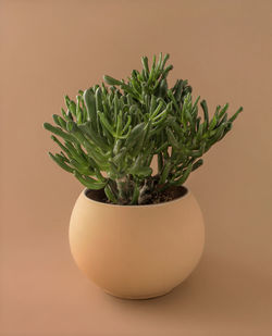 Close-up of potted plant against white background