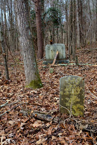 View of cemetery in forest