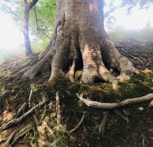 View of tree trunk in forest