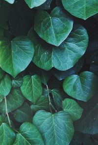 Full frame shot of leaves