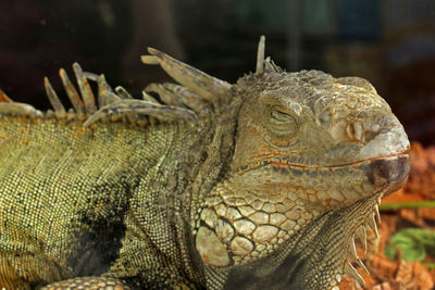Close-up of a turtle