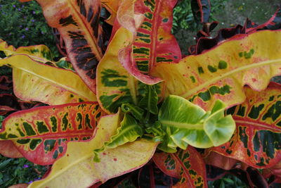 Close-up of leaves