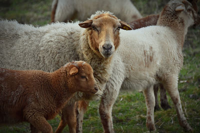 Sheep standing in a field