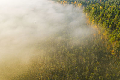 View of birds on land in forest