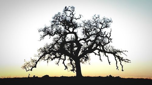 Silhouette of trees at sunset