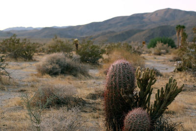 Cactus growing on field in desert