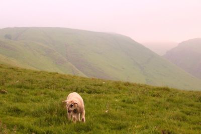 Sheep standing in a field