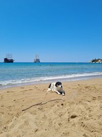 Dog on beach