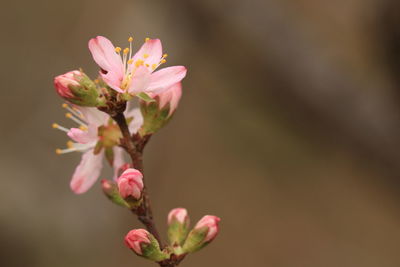 Close-up of pink flowers