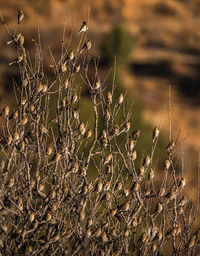 Close-up of dry grass