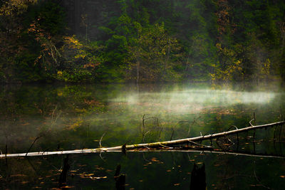 Scenic view of lake against trees at night