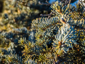 Close-up of pine tree