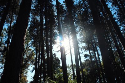 Low angle view of trees