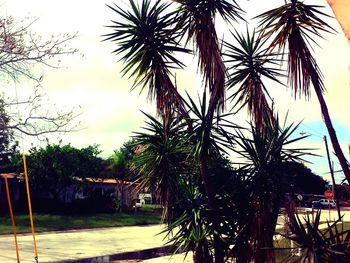 Palm trees at sunset