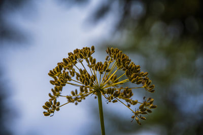 Close-up of yellow flowering plant against sky