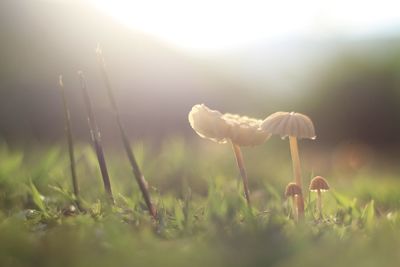 Close-up of mushroom growing on field