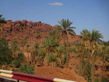 Palm trees on desert against sky