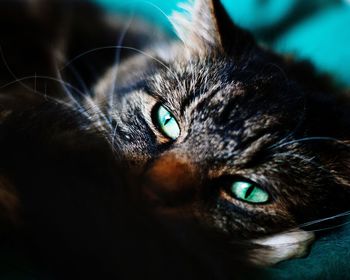 Close-up portrait of cat