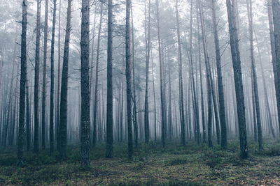 Trees in forest