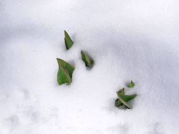 High angle view of leaf on snow