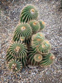 High angle view of succulent plant on field