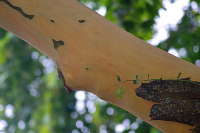 Close-up of insect on tree