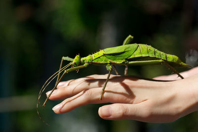 Close-up of insect on woman hand