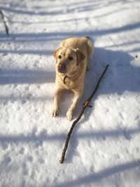 Dog on snow