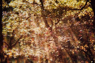 Low angle view of trees