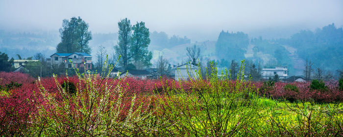 Plants and trees on field against sky