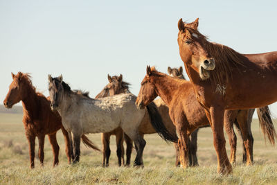 Horses frolic in the open air on a summer day .in the steppes of kazakhstan