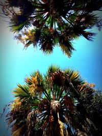 Low angle view of coconut palm tree against clear blue sky