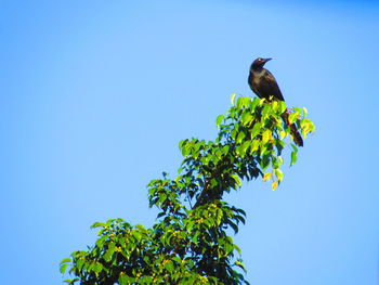 Low angle view of birds perching on tree against clear blue sky