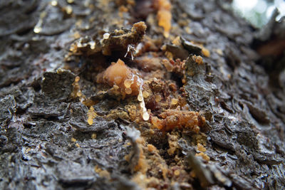 Close-up of lichen on tree trunk