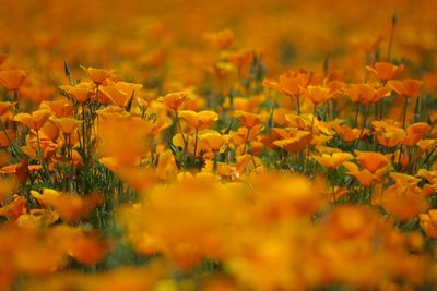 Close-up of yellow flowers blooming outdoors