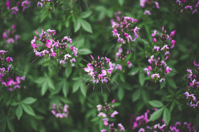 Close-up of pink flowering plants