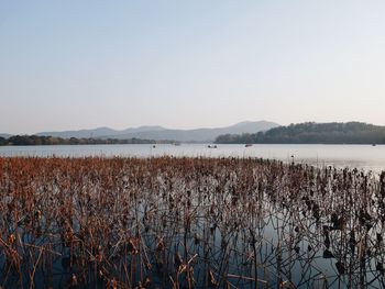 Scenic view of lake against clear sky