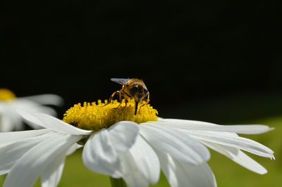 Close-up of insect on yellow flower