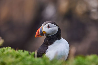 Fratercula puffin in saltee island ireland. in the process of migration 