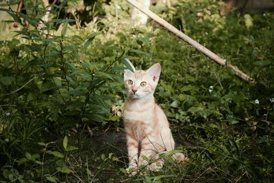 Portrait of cat sitting by plants