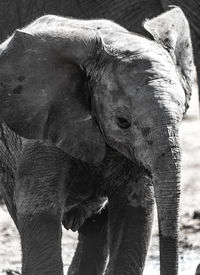 Close-up of elephant in field