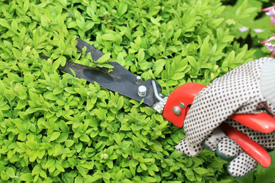 High angle view of messy amidst green plants